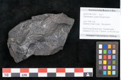 Foto (Objekt + Etikett) von Camptopteris haastii Ettingshausen (NHMW-GEO-2024-0188-10297a)